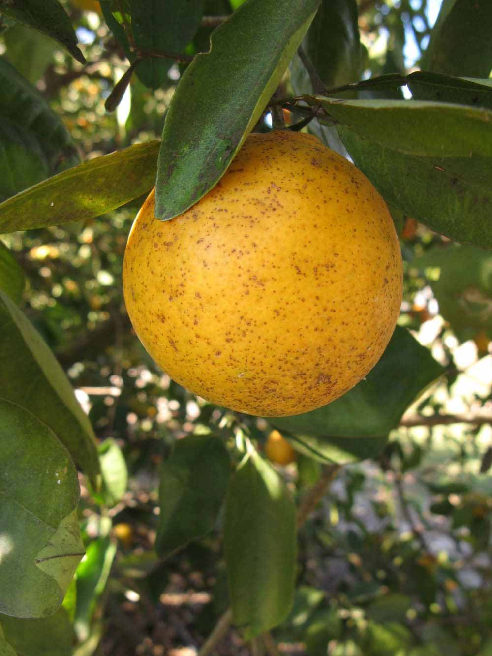              Fruit (Winter Haven, FL)       